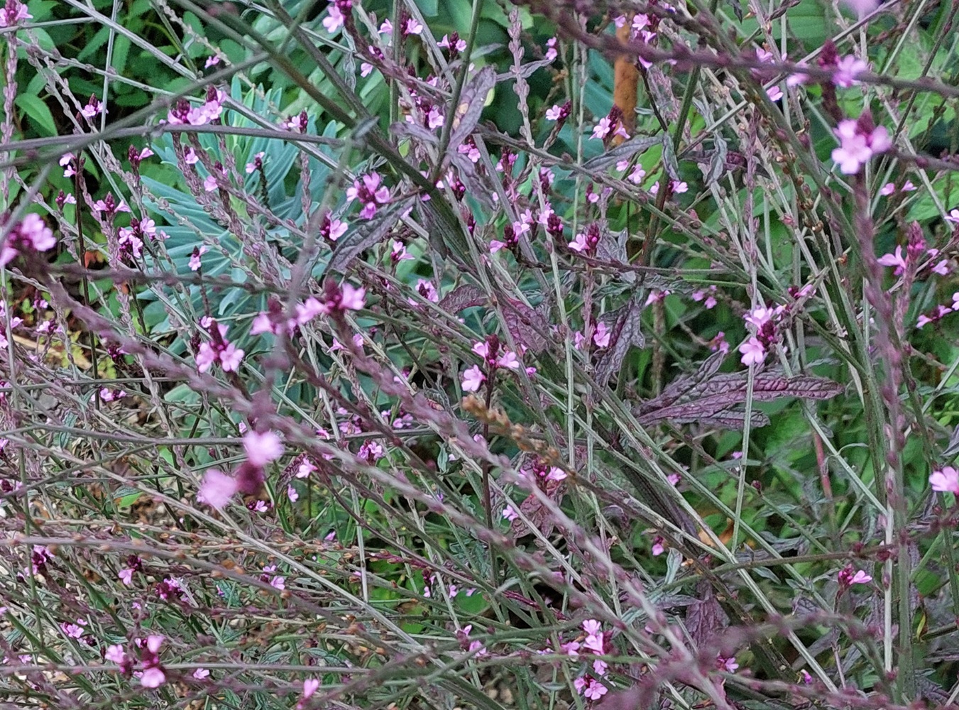 Verbena officinalis 'Bampton'
