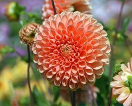 Dahlia 'Jowey Linda'