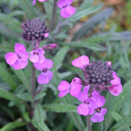 Erysimum 'Bowles Mauve'