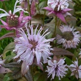 Monarda bradburyana