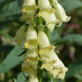 Digitalis lutea