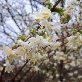 Lonicera × purpusii 'Winter Beauty'