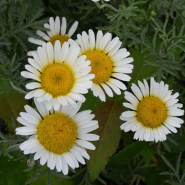 Anthemis `Sauce Hollandaise`