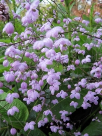 Thalictrum 'Splendide' (PBR)