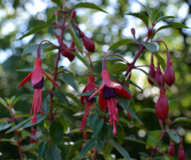 Fuchsia 'David'