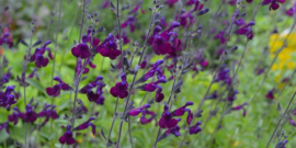 Salvia microphylla 'Salvinio Dark Purple'®