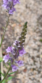 Linaria purpurea