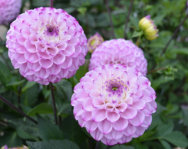 Dahlia 'Genova'