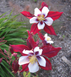 Aquilegia 'Louisiana' (State Series)