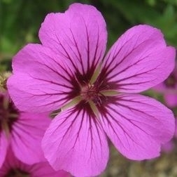 Geranium  hybride 'Patricia'