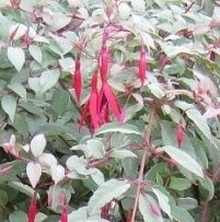 Fuchsia mag. 'Versicolor'