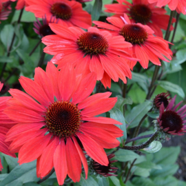 Echinacea 'Panama™ Red'