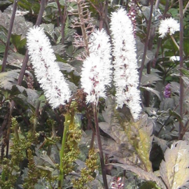 Actaea 'Brunette' (Cimicifuga)