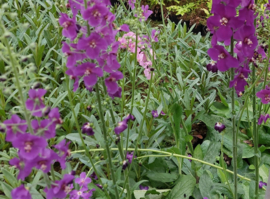 Verbascum phoeniceum 'Violetta'