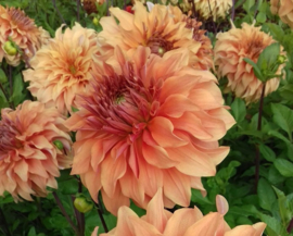 Dahlia 'Hercules' ('Great Hercules')