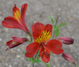 Alstroemeria 'Mars' (Planet Series)