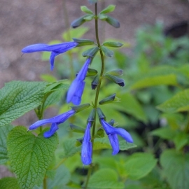 Salvia guaranitica 'Blue Enigma'