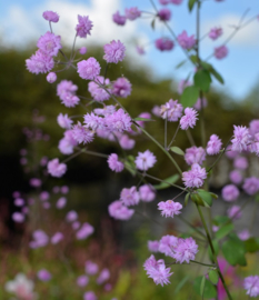 Thalictrum delavayi 'Hewitt's Double'