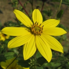 Helianthus kellermannii