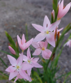 Schizostylis 'Mrs Hegarty'