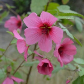 Anisodontea 'El Rayo'