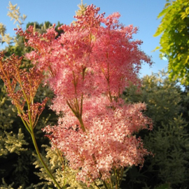 Filipendula rubra 'Venusta'