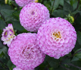 Dahlia 'Genova'
