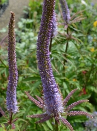 Veronicastrum  'Red Arrows'