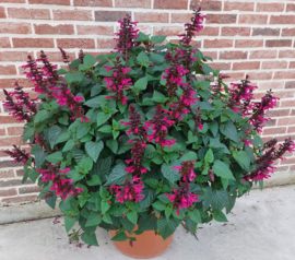 Salvia Rockin'™ Fuchsia