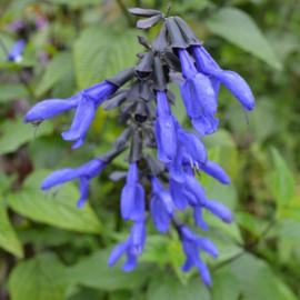 Salvia guaranitica 'Carines Amazing Blue' ®