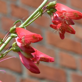 Penstemon barbatus 'Coccineus'