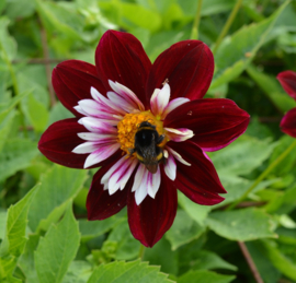 Dahlia 'Mary Evelyn'