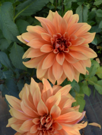 Dahlia 'Babylon Brons'