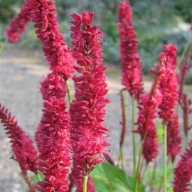 Persicaria amplexicaulis 'Blackfield' (PBR)