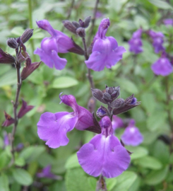 Salvia × jamensis 'Javier'