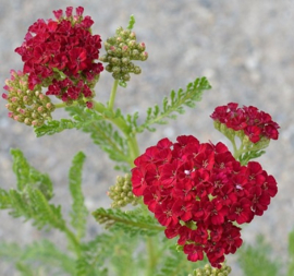 Achillea 'Pomegranate'™