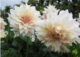 Dahlia 'Café au Lait'