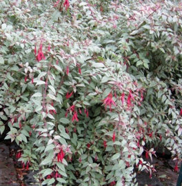 Fuchsia mag. 'Versicolor'