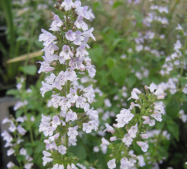 Calamintha  nepeta subsp. nepeta