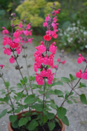 Salvia 'Pink Pong' ®