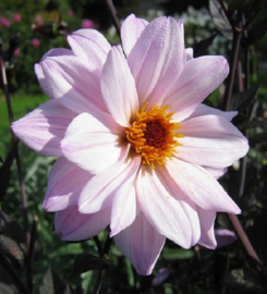 Dahlia 'Bishop of Leicester'