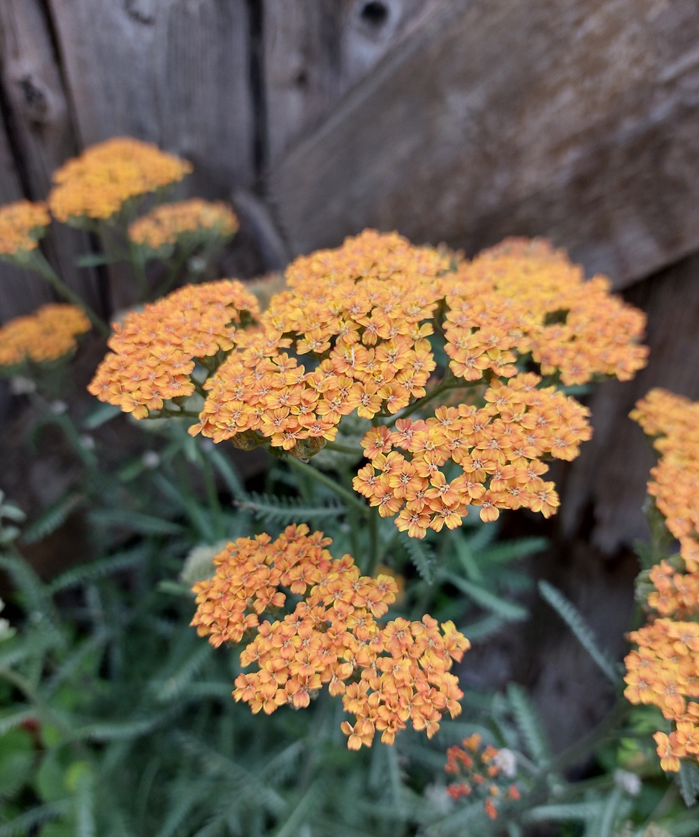 Achillea  'Terracotta'