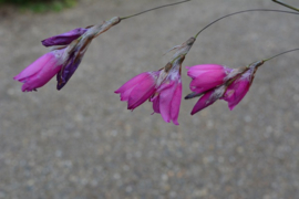 Dierama pulcherrimum