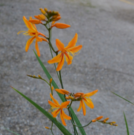 Crocosmia 'Salsa'