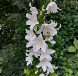 Campanula pyramidalis  'Alba'