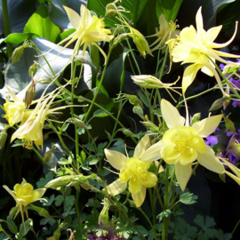 Aquilegia chrysantha 'Yellow Queen'