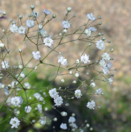 Gypsophila paniculata 'Snowflake'