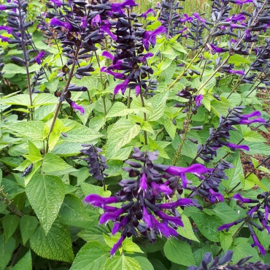 Droogtebestendige border 5m2