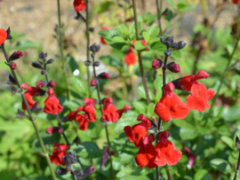 Salvia microphylla  ‘Salvinio True Red' ®