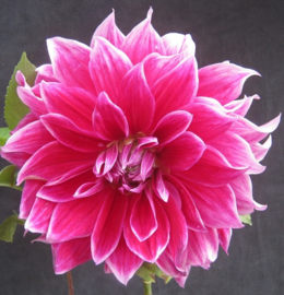 Dahlia 'Mero Star'
